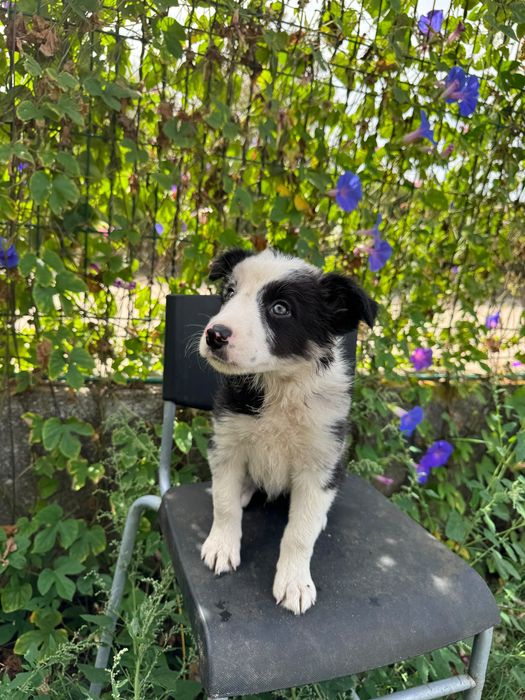 Menino Border Collie Super Giro