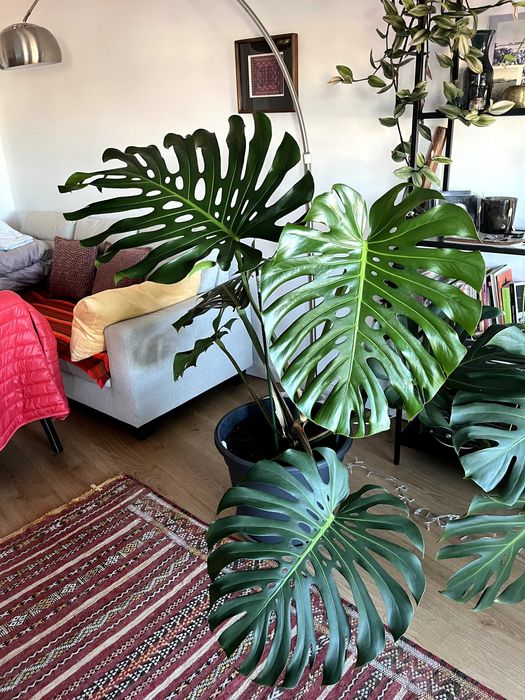 Monstera deliciosa Adulta em Vaso  - Folhas 60 cm