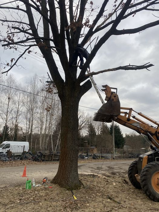 Wycinka drzew, sprzatanie terenu