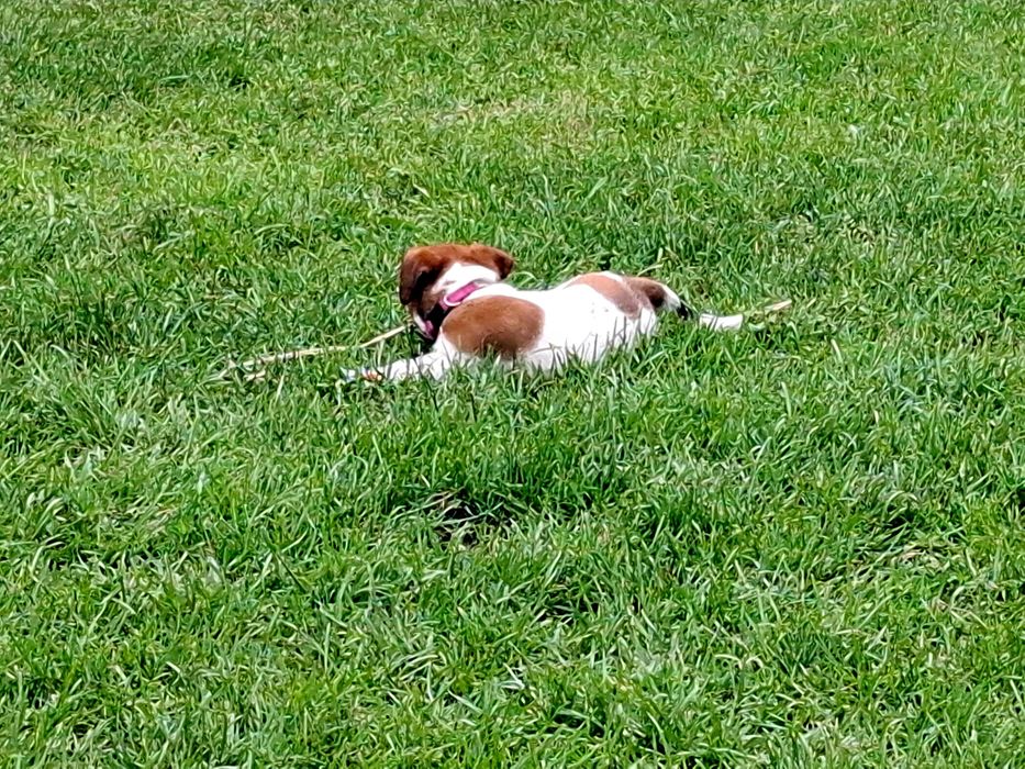 Suczka Jack Russell Terrier FCI ZKwP