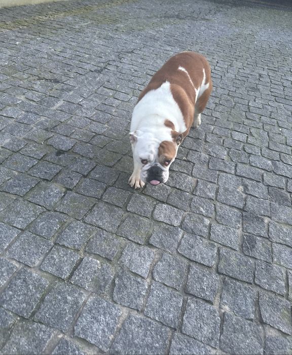 Bulldog Inglês Fêmea com Pedigree