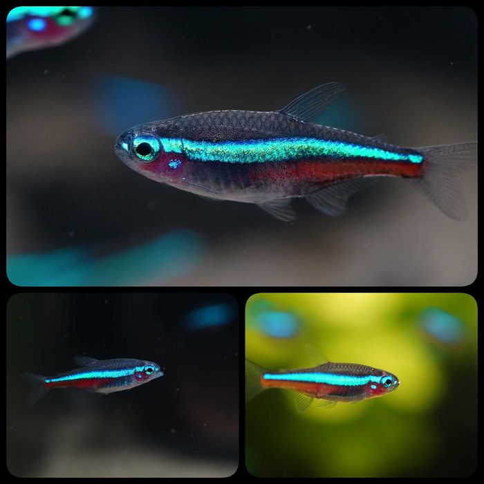 Neon simulans ( Paracheirodon simulans ) - AQUASZOP