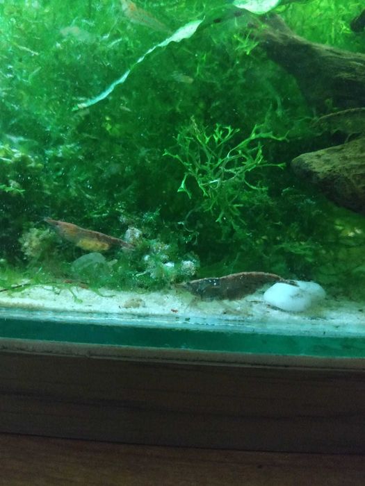 Krewetki stadko 15szt