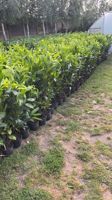 Laurowisnia Caucasica 50-70 cm doniczka 2 litry