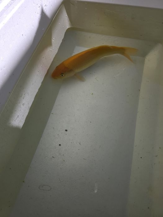 Carpa koi japonesa