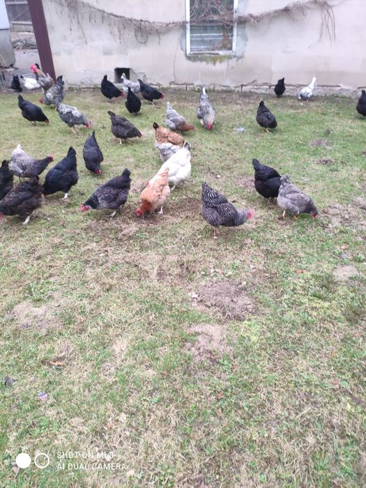 Sprzedam świeże jajka