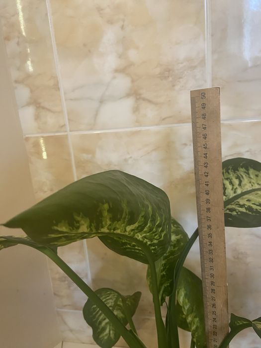 Дифенбахія, дифенбахия