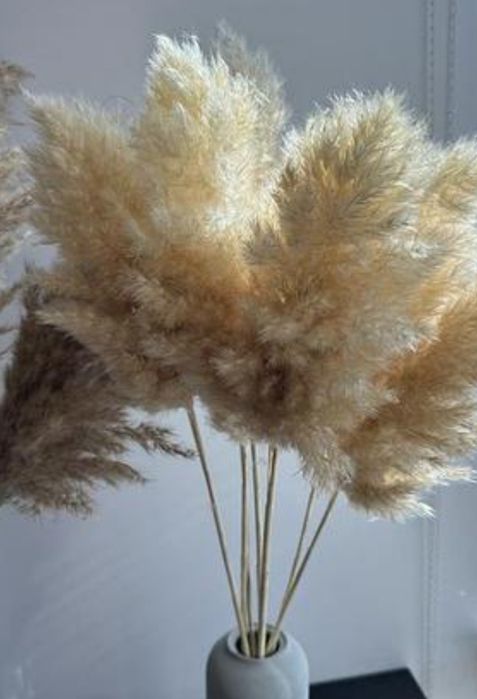 Пампас,Пампасна трава,Камиш,Очерет