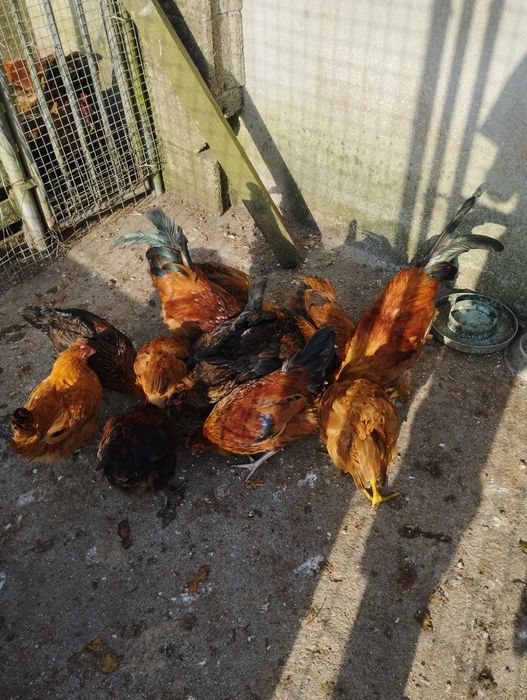 Frangos  com cerca de 3 meses +.