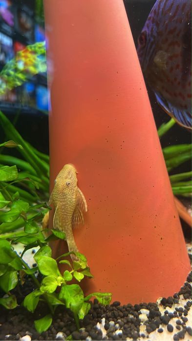 Zbrojniki albino