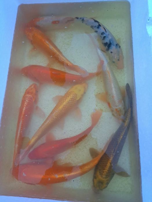 Pstrąg Palia . Okoń ,Sandacz , Jesiotr , Leszcz.