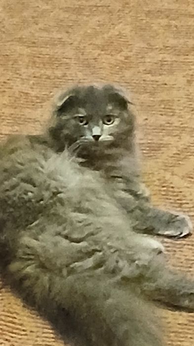 Отдам     даром  кошечек