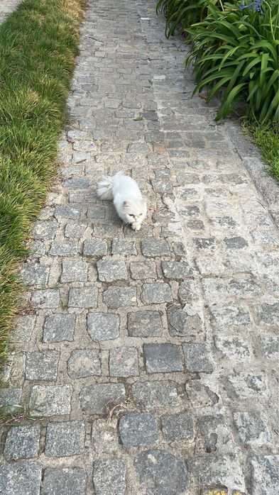 Cuido do seu animal em Braga- Hospedagem