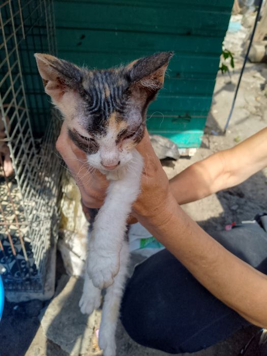 Продам котят Сфинкс