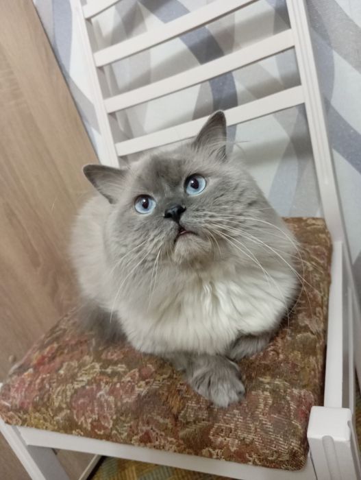 Невский маскарадный вязка
