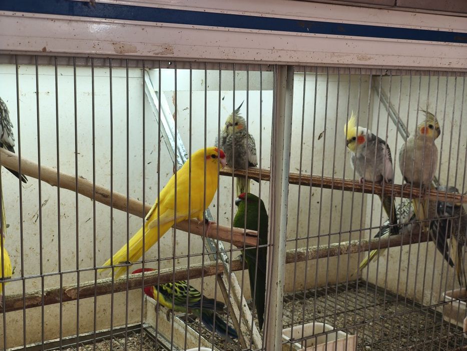 Kakarikis e caturras....