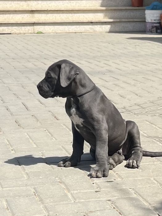 Cane Corso Italiano