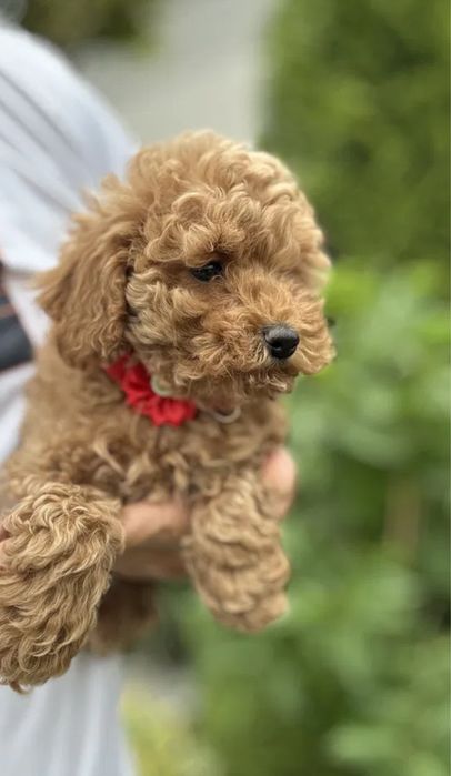 Вакциновані‼️Є в різних окрасах Мальтипу коричневий, Ред браун