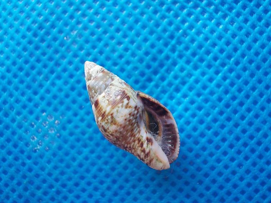 Muszle morskie- Pisania striata