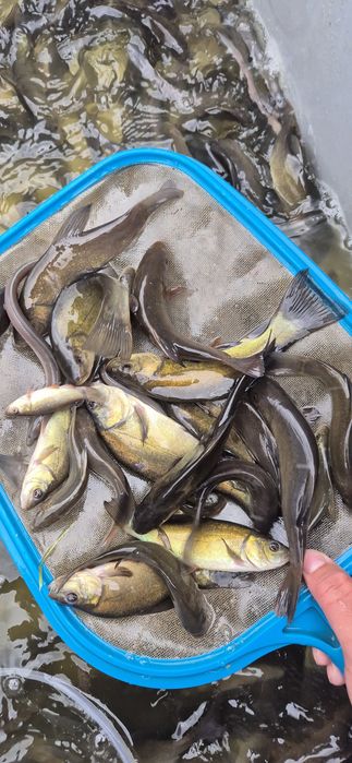 Karp, karaś, koi, ryby, narybek, lin, orfa, żywiec