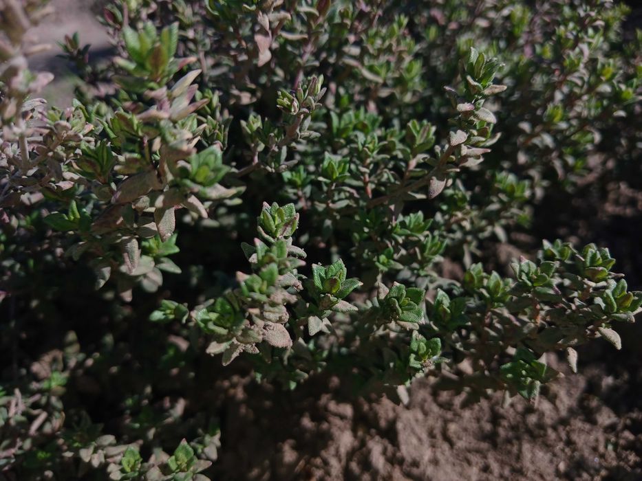 Чебрець однорічні саджанці