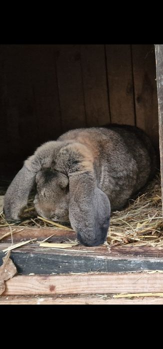Kroliki młode mieszane baran belg 4 miesięczne