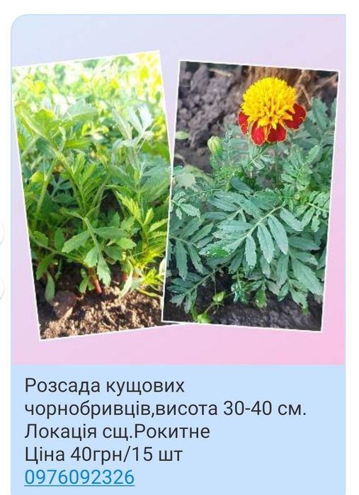 Розсада помідори - перець -чорнобривці
