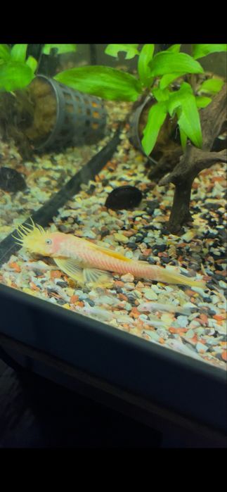 Aquario com Ancistrus Gold