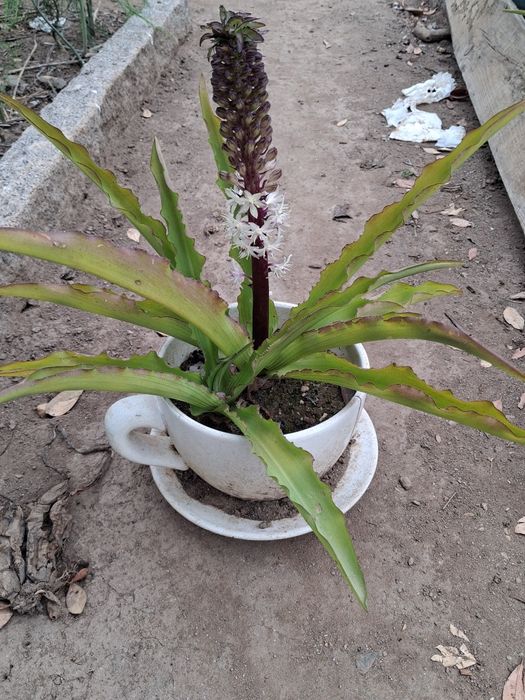 Lírio-Abacaxi (Eucomis bicolor)