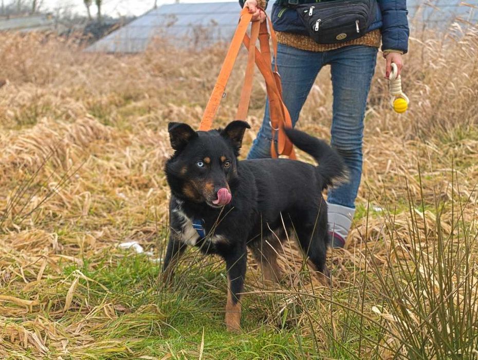 Norway -psiak o niesamowitych oczach, ciekawski i energiczny -adopcja.