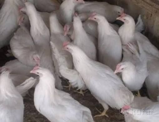 курочки несушки молодые Декалб Уайт куры несушки