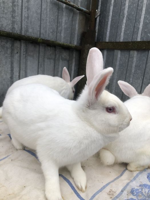 Кролі термонці