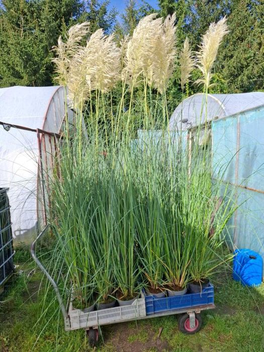*Trawa pampasowa*duża ilość*odbiór własny*