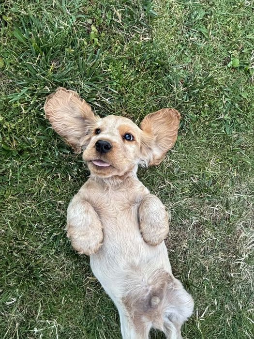 Cocker Spaniel   Angielski