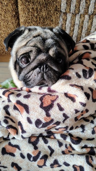 Мопс,мальчик ищет невесту.