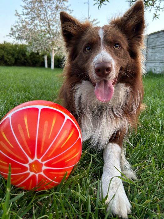 Вязка бордер колі  кобель