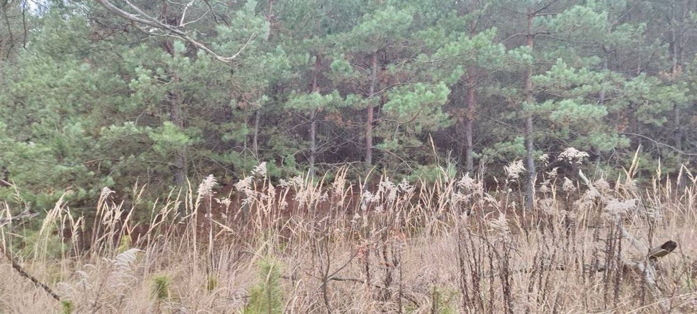 Червона Слобода! Садівництво! 17 Га