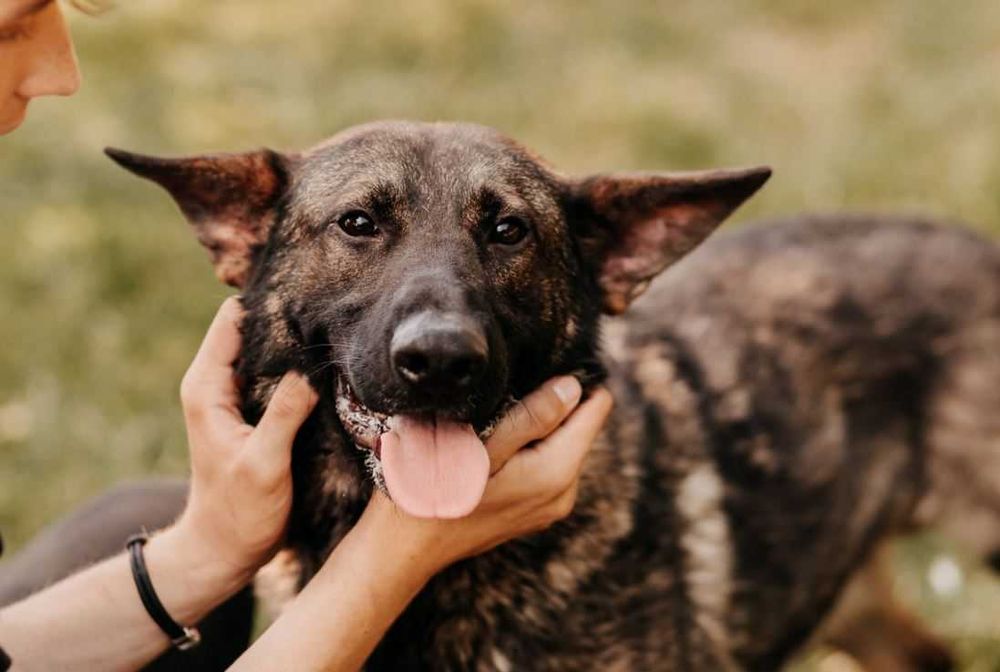 Aktywny, mądry i czujny Monte poleca się do adopcji!!!