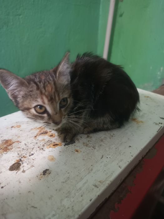 Котёнок девочка бесплатно