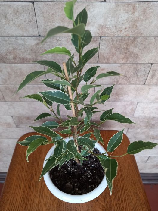 Фикус Нина, 36см