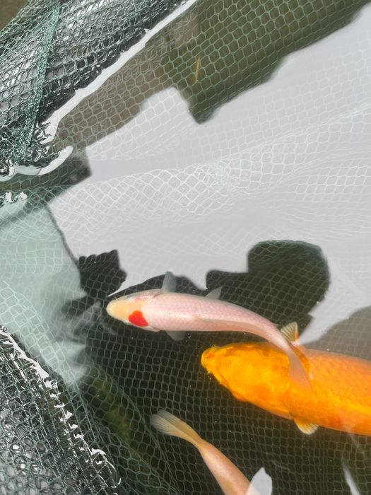 Carpas koi com grande quantidade