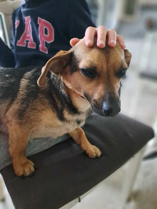 LEJDI młodziutka filigranowa sunia 5 kg do adopcji