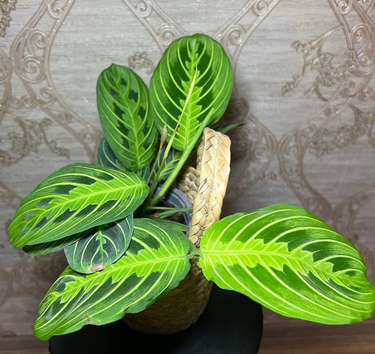 Маранта Лемон Лайм