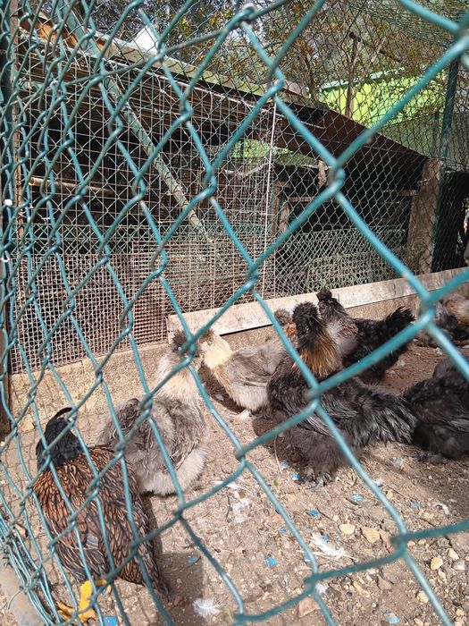 Vendo fêmeas de Sedosas do Japão com 10 meses de idade.