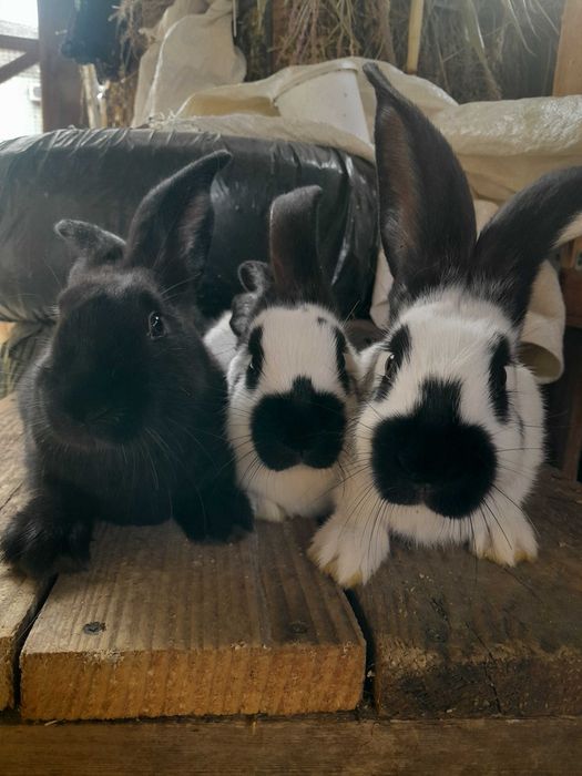 Строкач.Кролики.Кролі.