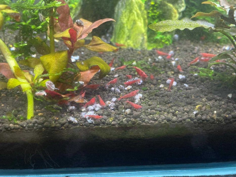 Camarões Neocaridina Red Fire