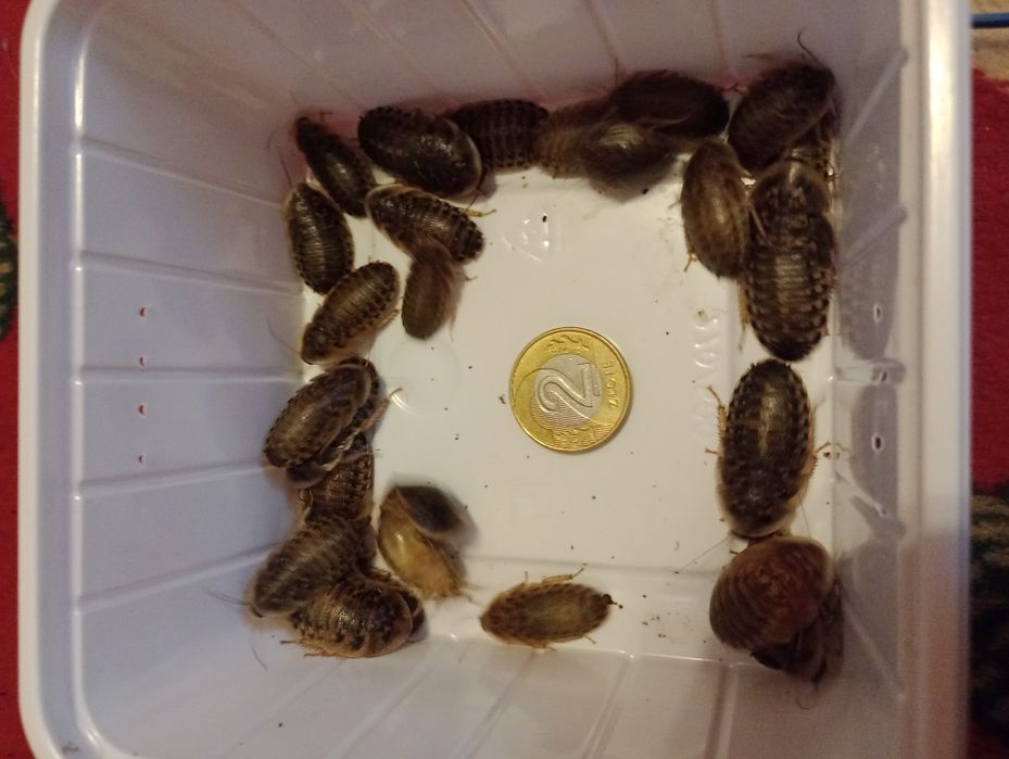 WYSYŁKA Karaczan argentyński dubia 25 sztuk średnie pokarm dla pająka