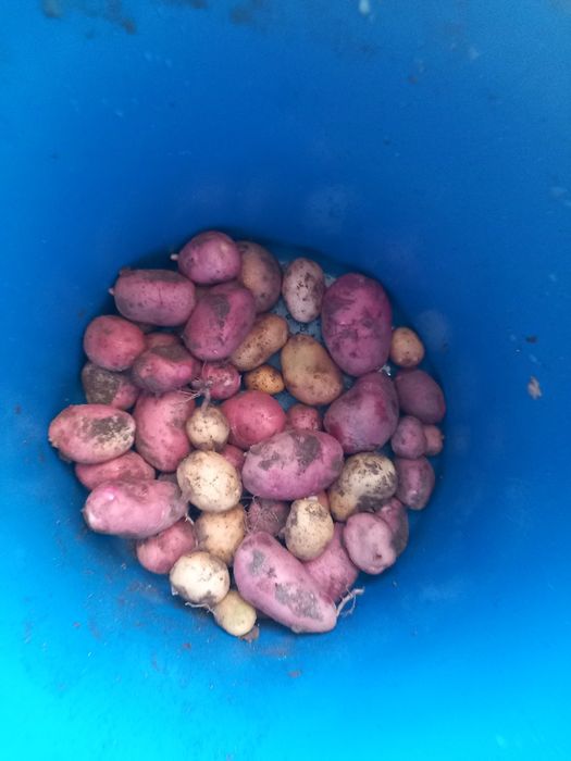 Cebolas novas e batatas novas boa qualidade