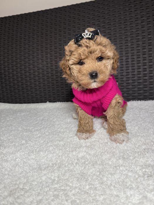 Солодка мила дівчинка мальтипу