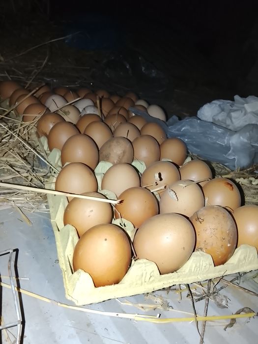Ovos caseiros de galinha e garnizas